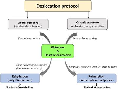 Insects With Survival Kits for Desiccation Tolerance Under Extreme Water Deficits